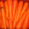 Abastecimento S / M Tamanho cenoura fresca na China